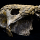 The skull of a glyptodont found in Venezuela.